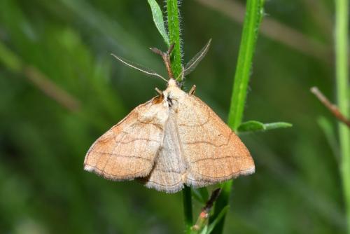 Polypogon tentacularia